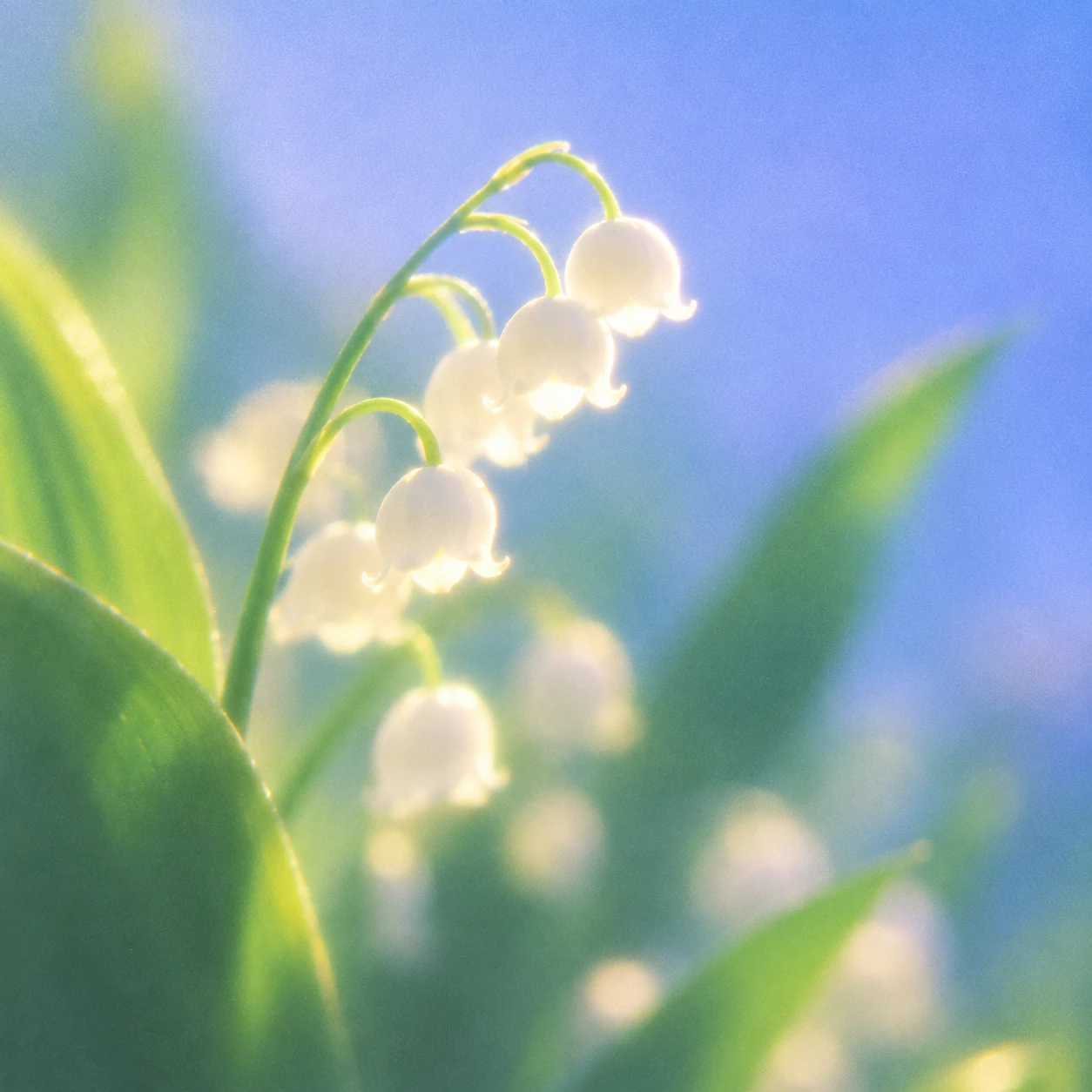 Dreamy Backlit Macro Photograph