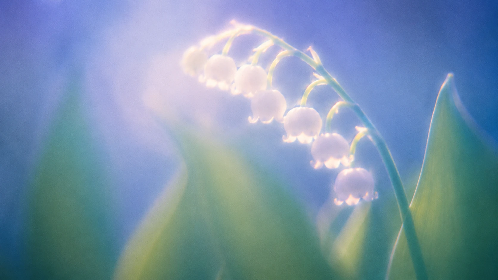 Dreamy Macro Photograph