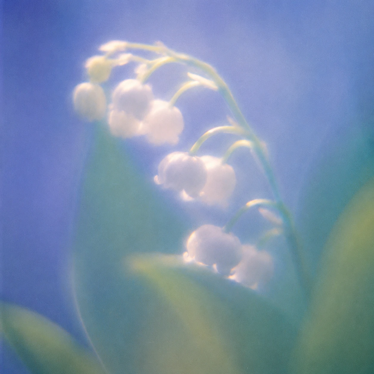 Ethereal Close-up